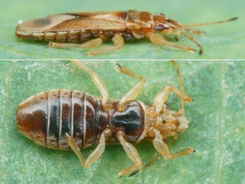 Thaumastocoris peregrinus